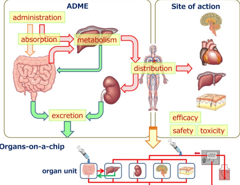 犀利士的藥理學與代謝途徑